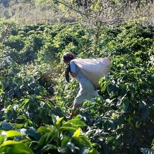 Colombia Tequendama SW Decaf